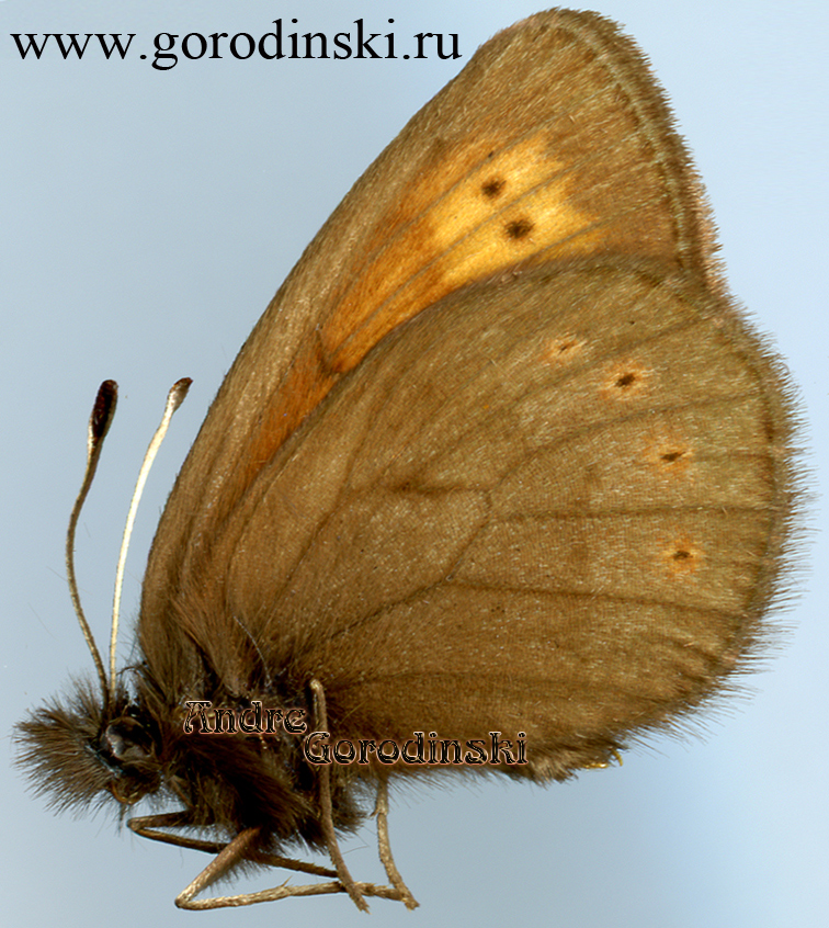 http://www.gorodinski.ru/satyridae/Erebia kefersteini kefersteini.jpg